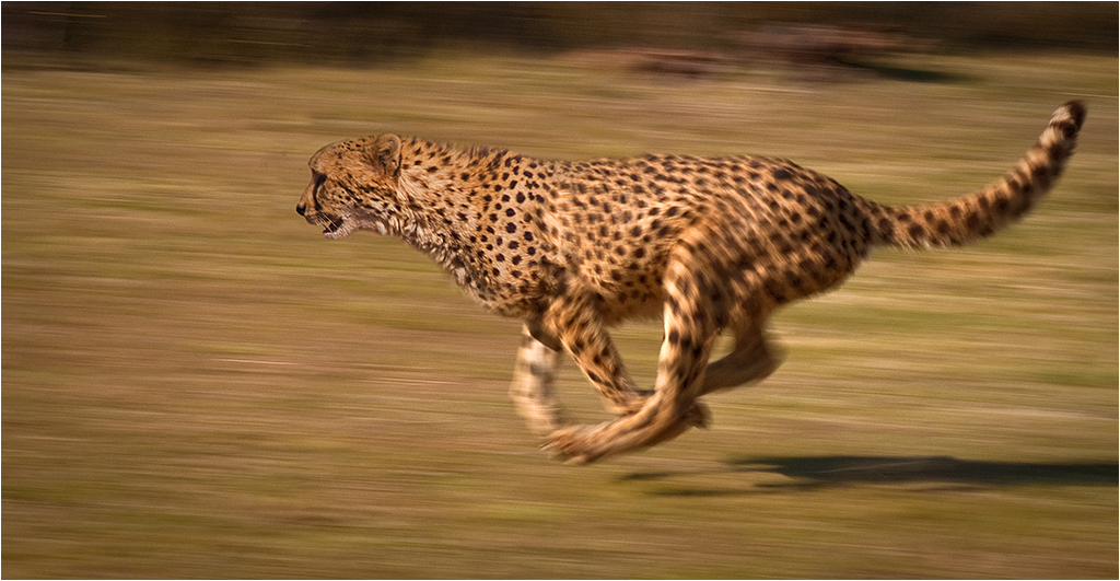 Optimizando sitios web en WordPress